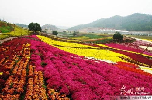 麻江菊花